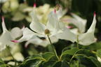 Japanischer Blumen-Hartriegel 'Cherokee' - Cornus kousa 'Cherokee'