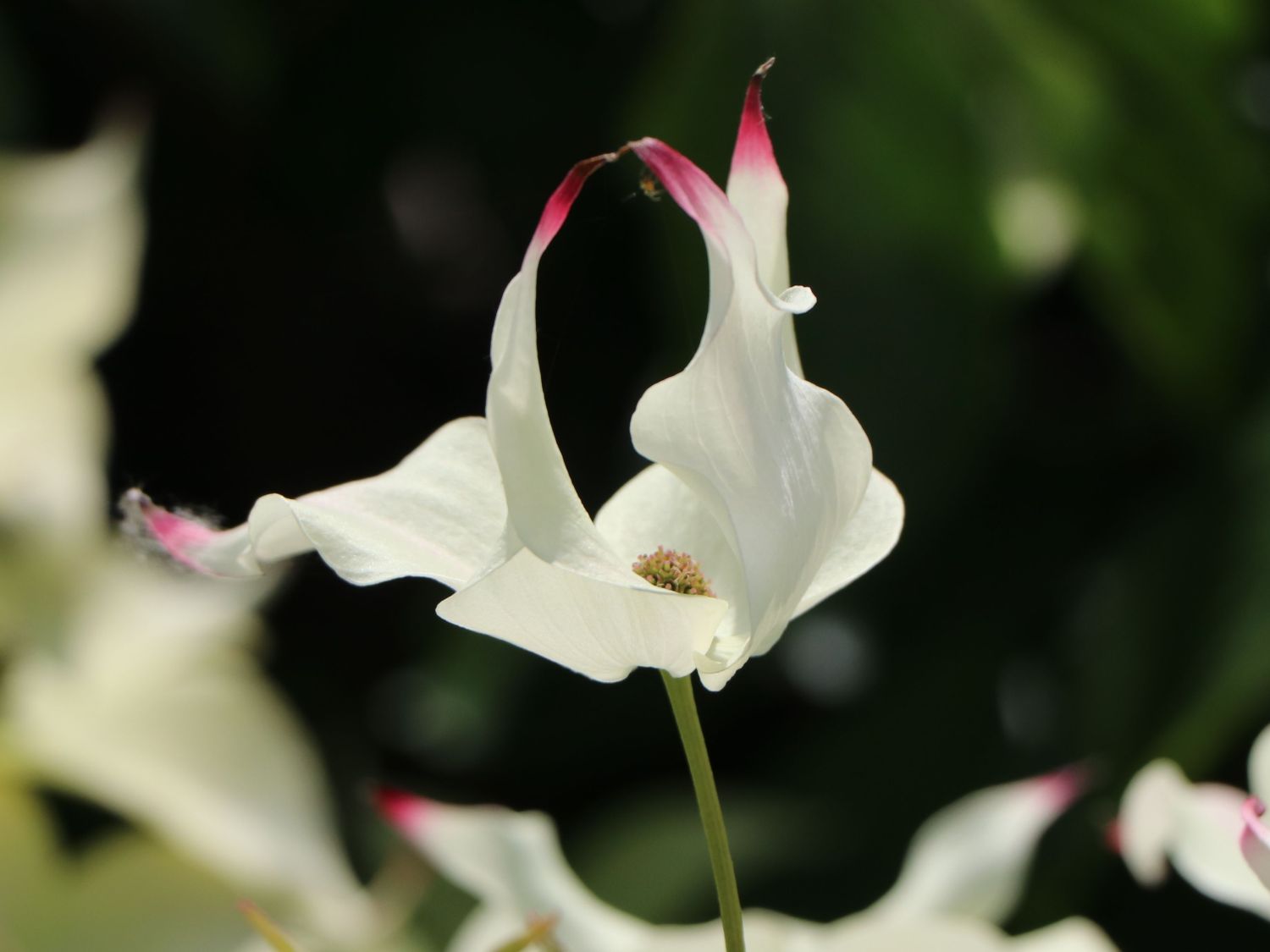 Japanischer Blumen-Hartriegel 'Cherokee' - Cornus kousa 'Cherokee'