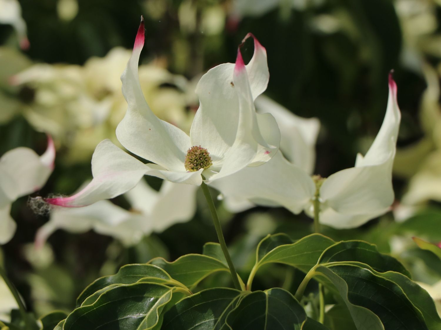 Japanischer Blumen-Hartriegel 'Cherokee' - Cornus kousa 'Cherokee'