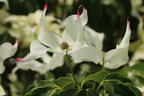 Japanischer Blumen-Hartriegel 'Cherokee' - Cornus kousa 'Cherokee'