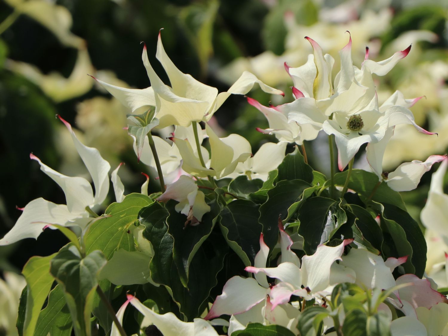 Japanischer Blumen-Hartriegel 'Cherokee' - Cornus kousa 'Cherokee'