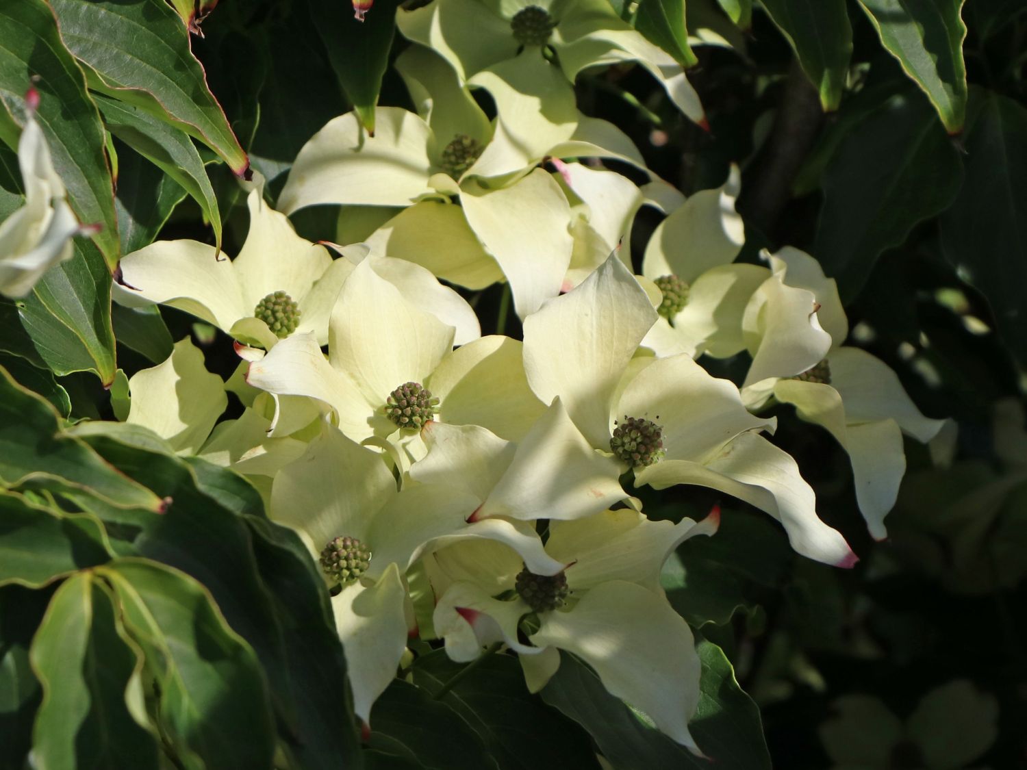 Japanischer Blumen-Hartriegel 'Cherokee' - Cornus kousa 'Cherokee'
