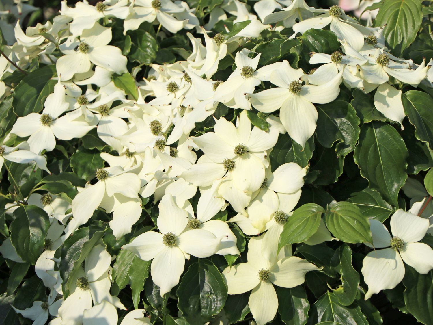 Japanischer Blumen-Hartriegel 'Cherokee' - Cornus kousa 'Cherokee'