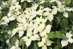 Japanischer Blumen-Hartriegel 'Cherokee' - Cornus kousa 'Cherokee'