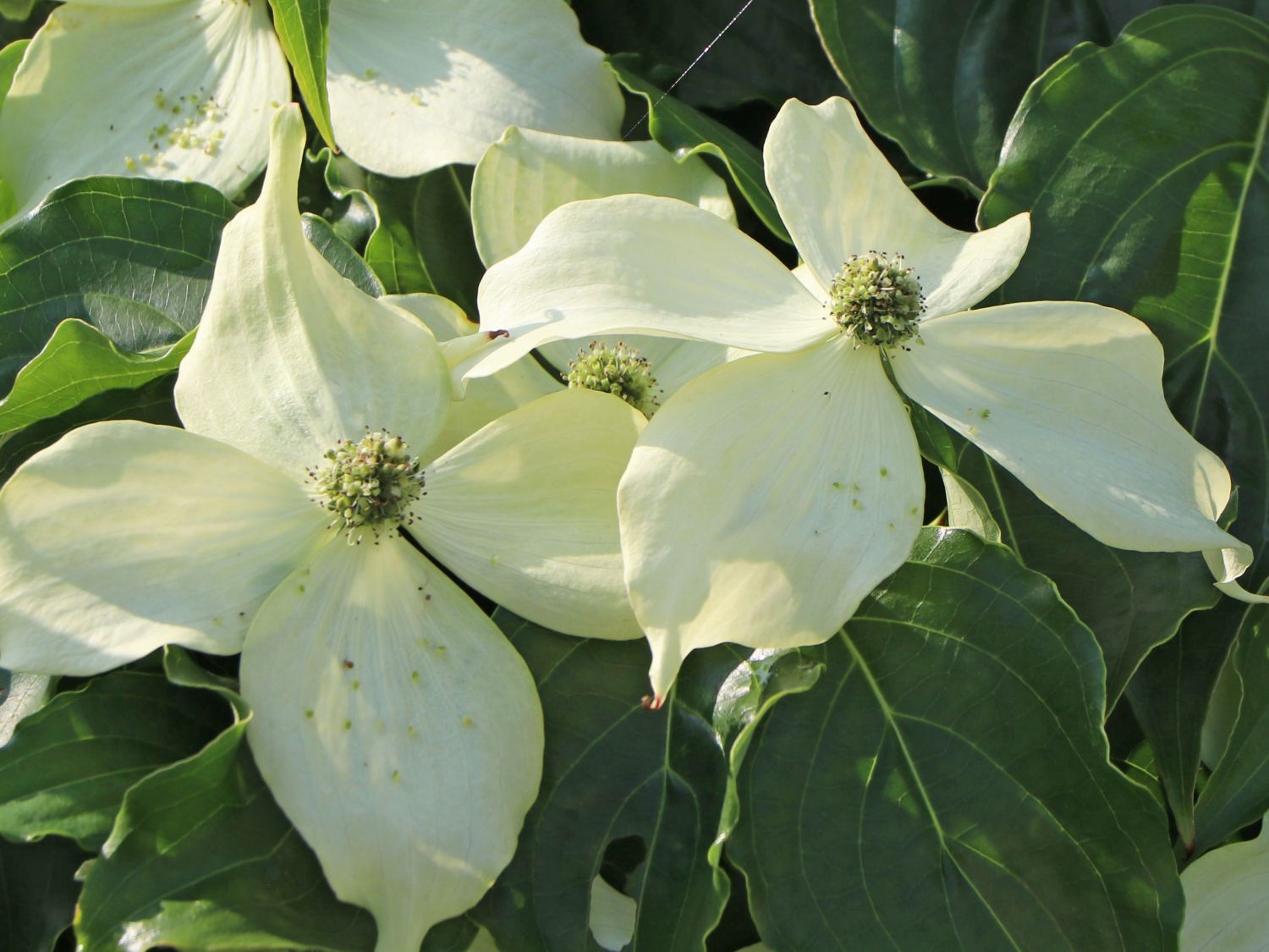 Japanischer Blumen-Hartriegel 'Cherokee' - Cornus kousa 'Cherokee'