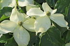 Japanischer Blumen-Hartriegel 'Cherokee' - Cornus kousa 'Cherokee'