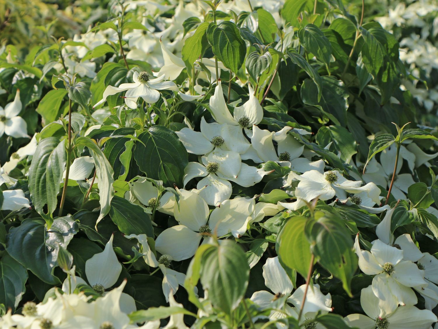Japanischer Blumen-Hartriegel 'Cherokee' - Cornus kousa 'Cherokee'
