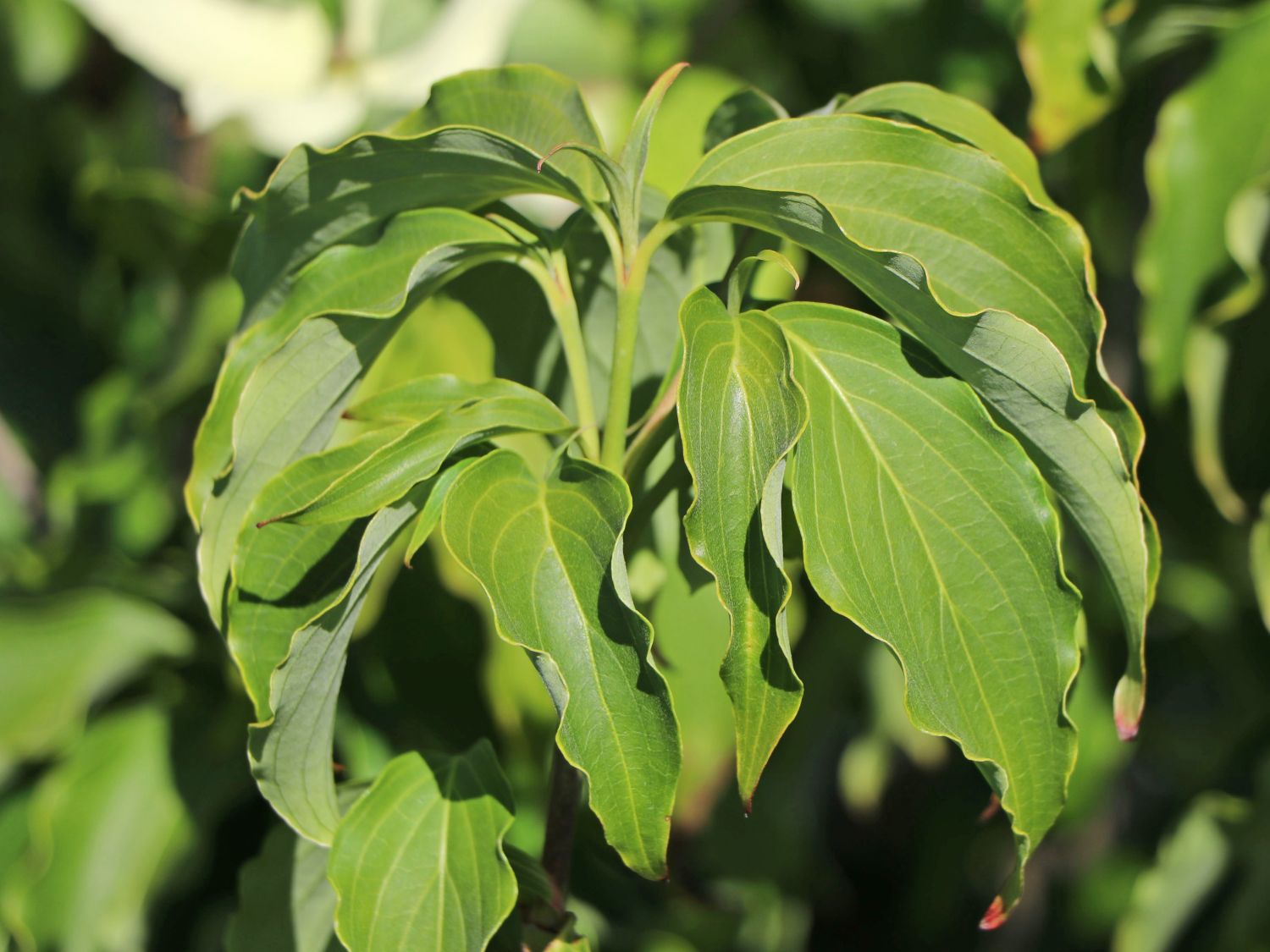 Japanischer Blumen-Hartriegel 'Cherokee' - Cornus kousa 'Cherokee'