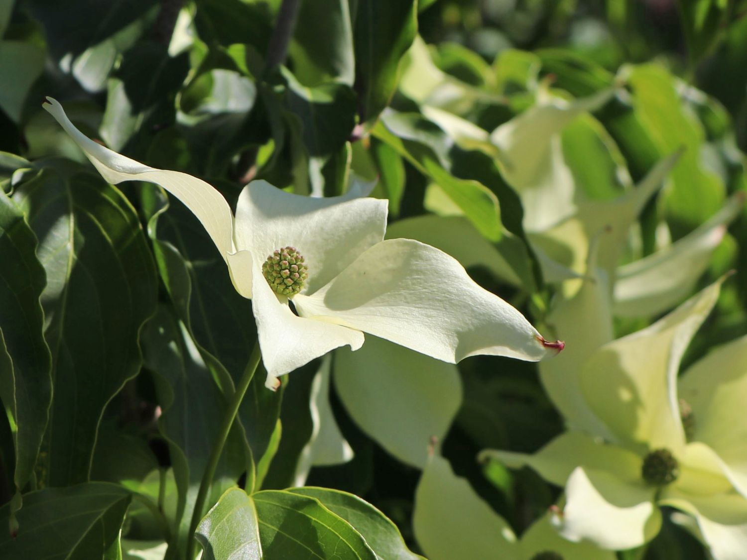 Japanischer Blumen-Hartriegel 'Cherokee' - Cornus kousa 'Cherokee'