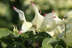 Japanischer Blumen-Hartriegel 'Cherokee' - Cornus kousa 'Cherokee'