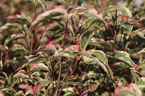 Japanischer Blumen-Hartriegel 'China Dawn' - Cornus kousa 'China Dawn'
