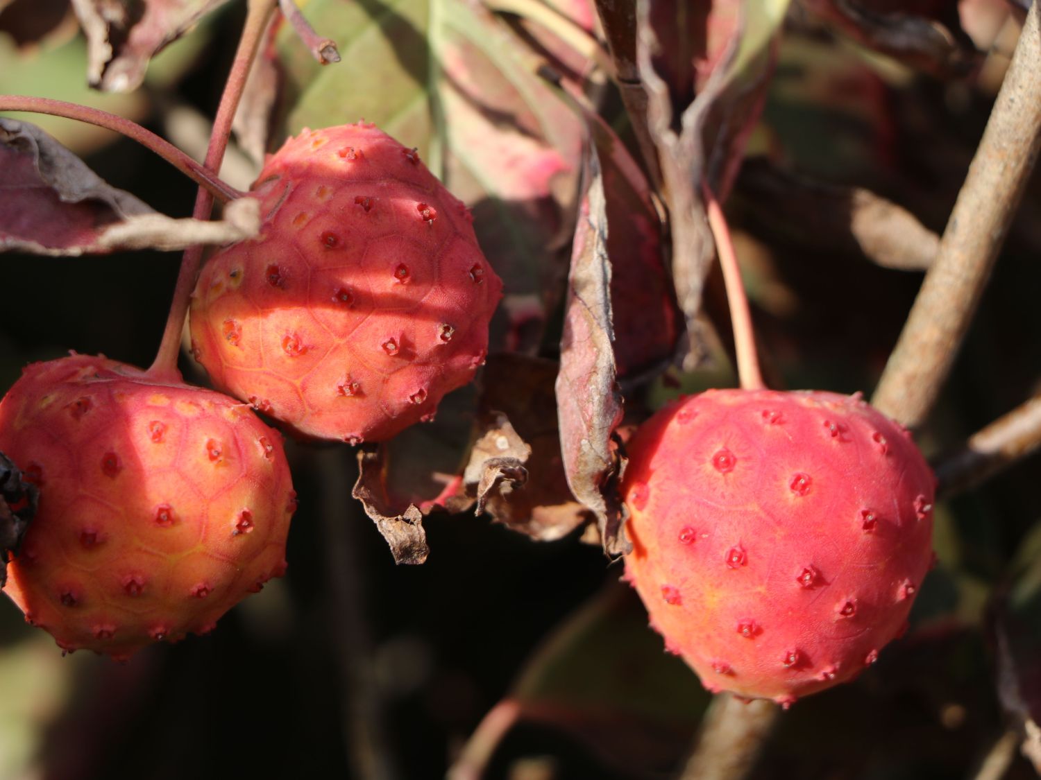 Japanischer Blumen-Hartriegel 'China Dawn' - Cornus kousa 'China Dawn'