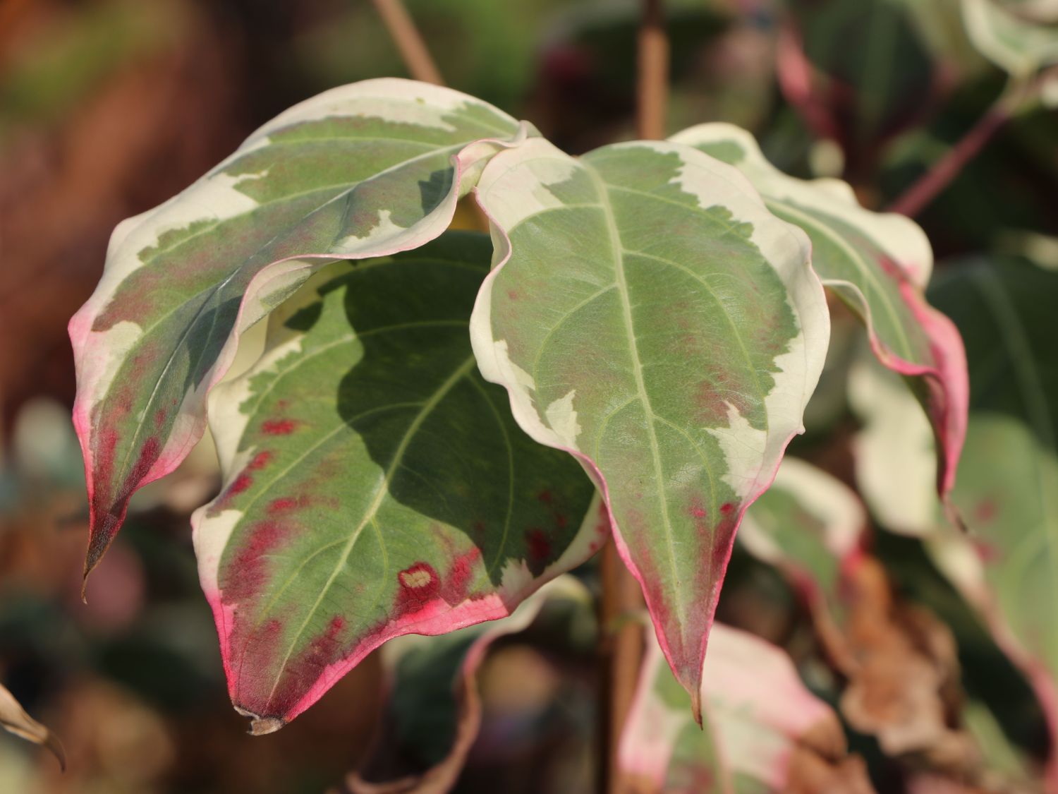 Japanischer Blumen-Hartriegel 'China Dawn' - Cornus kousa 'China Dawn'