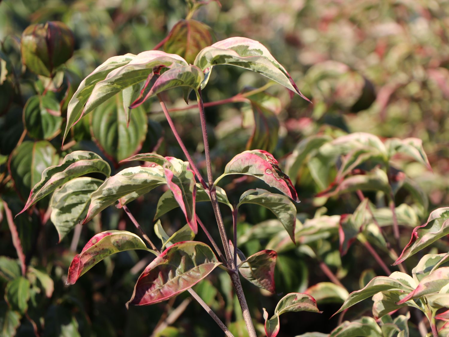 Japanischer Blumen-Hartriegel 'China Dawn' - Cornus kousa 'China Dawn'