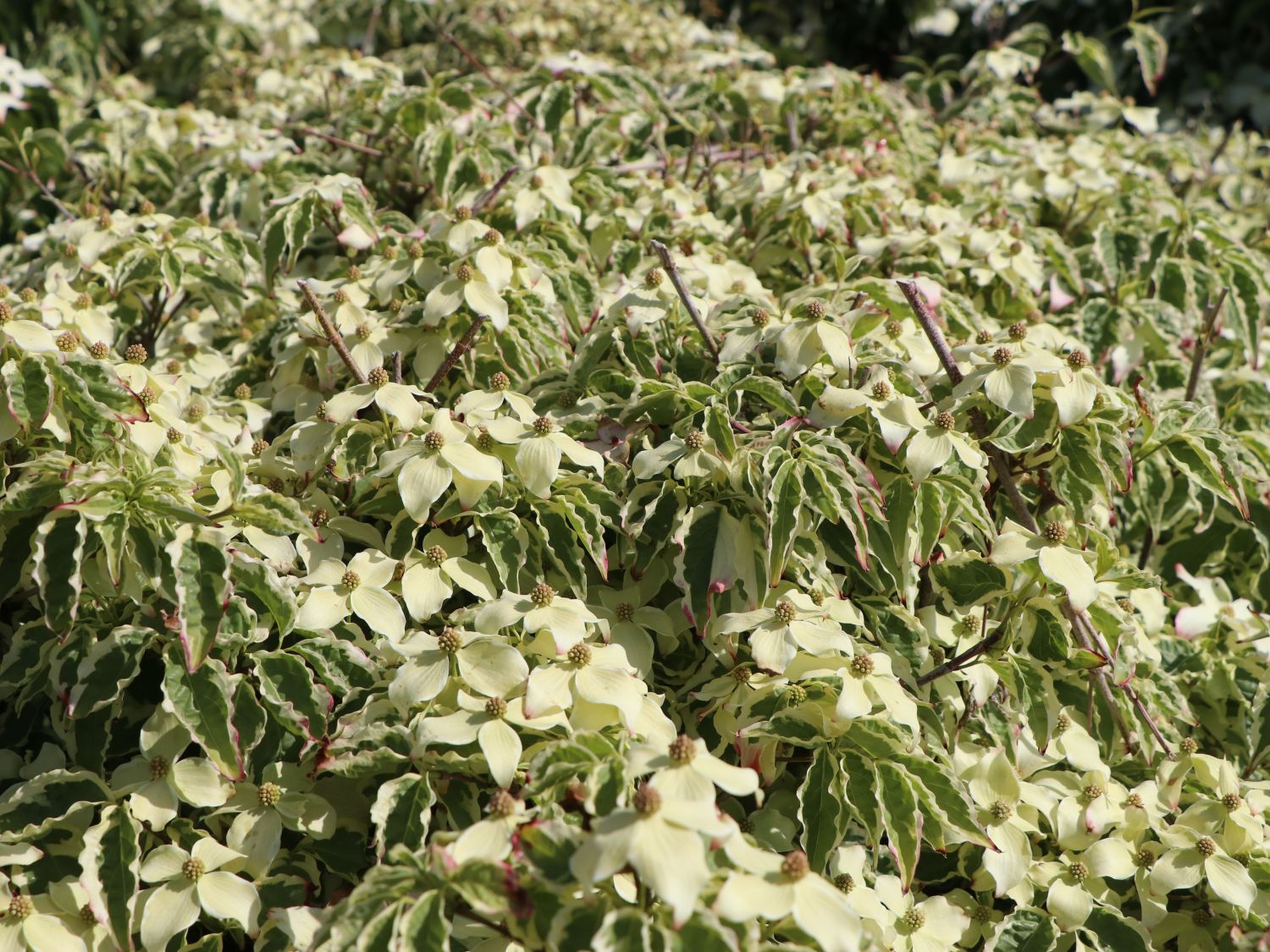 Japanischer Blumen-Hartriegel 'China Dawn' - Cornus kousa 'China Dawn'