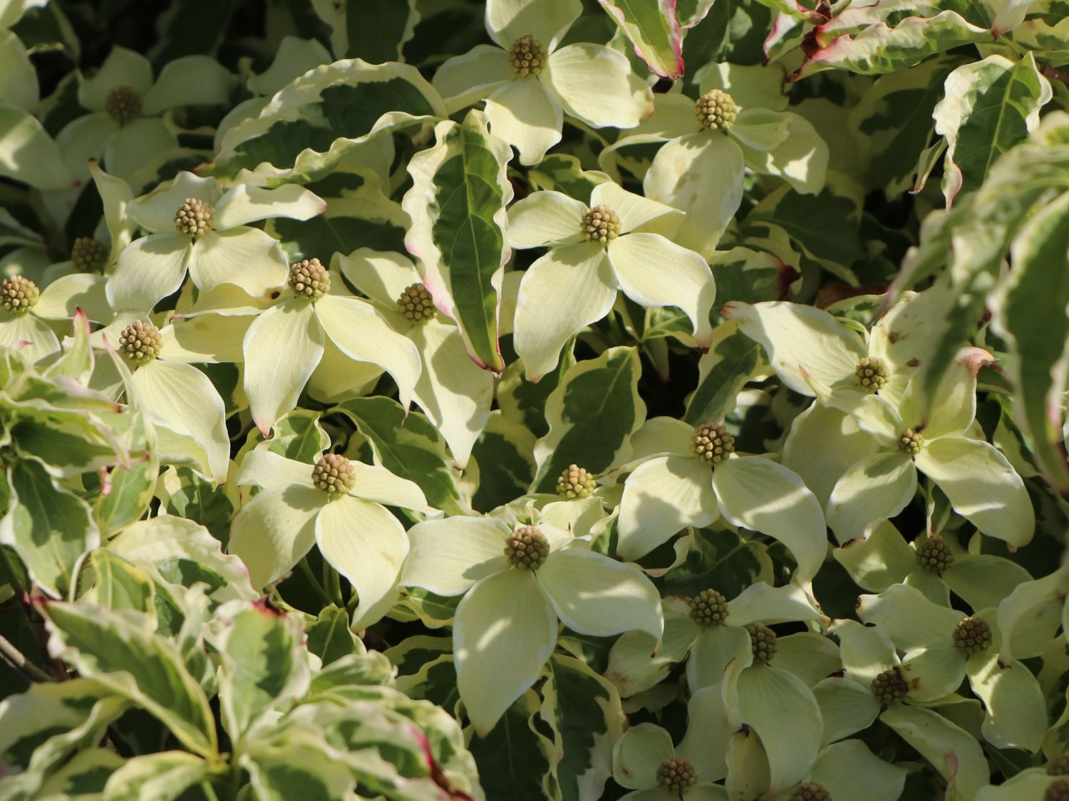 Japanischer Blumen-Hartriegel 'China Dawn' - Cornus kousa 'China Dawn'