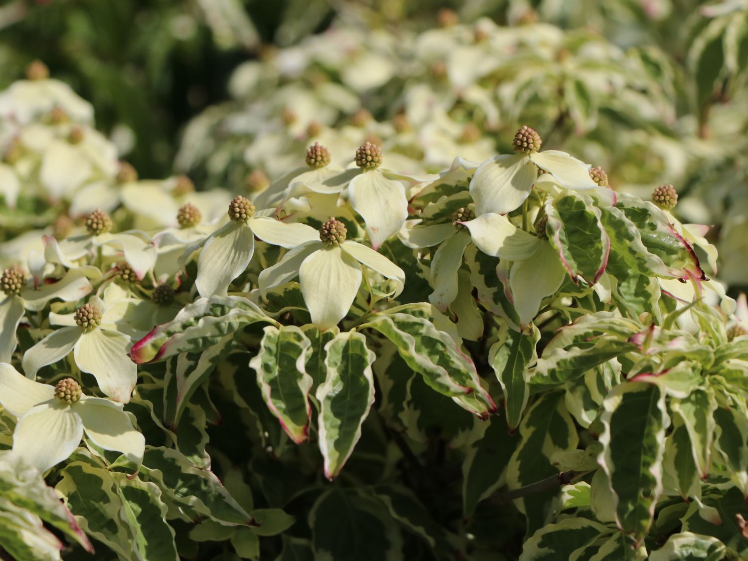 Japanischer Blumen-Hartriegel 'China Dawn' - Cornus kousa 'China Dawn'
