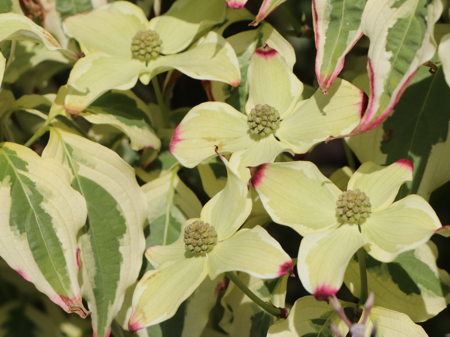 Japanischer Blumen-Hartriegel 'China Dawn' - Cornus kousa 'China Dawn'