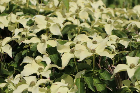 Japanischer Blumen-Hartriegel 'Dr. Bump' - Cornus kousa 'Dr. Bump'