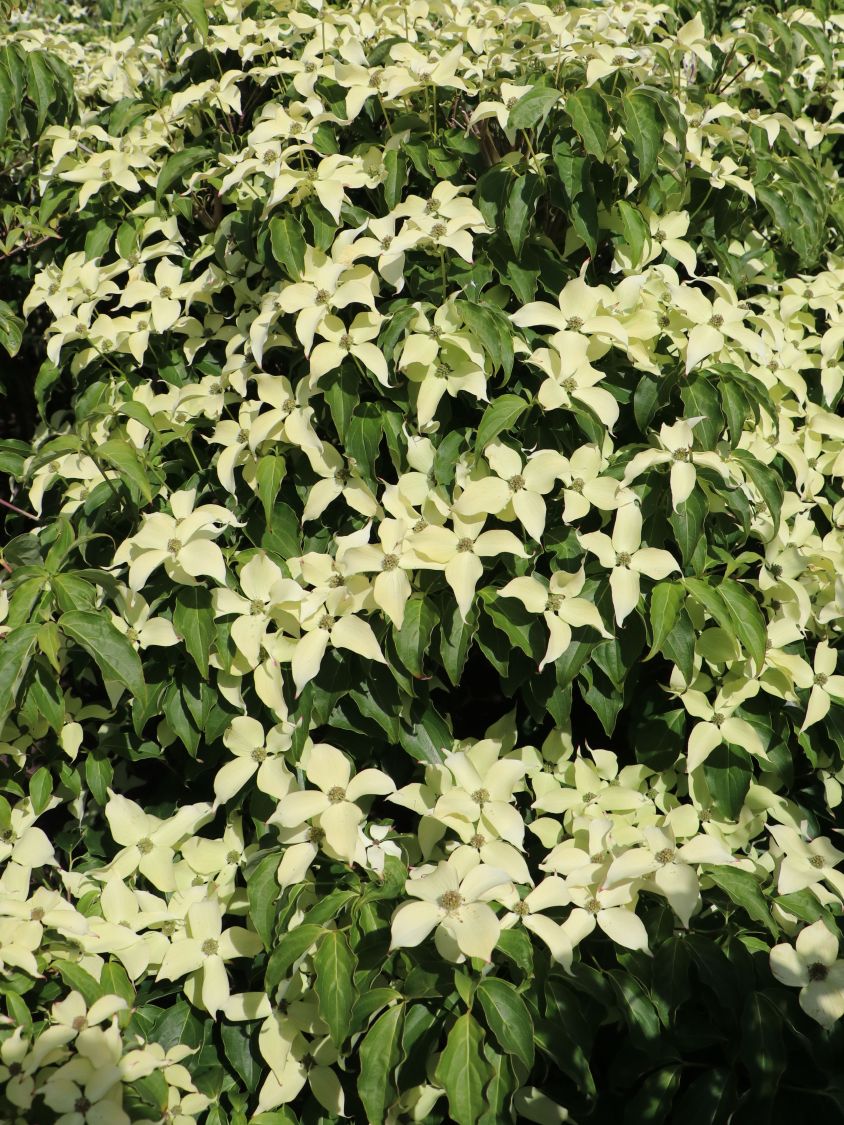 Japanischer Blumen-Hartriegel 'Dr. Bump' - Cornus kousa 'Dr. Bump'