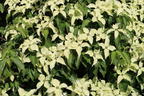 Japanischer Blumen-Hartriegel 'Dr. Bump' - Cornus kousa 'Dr. Bump'