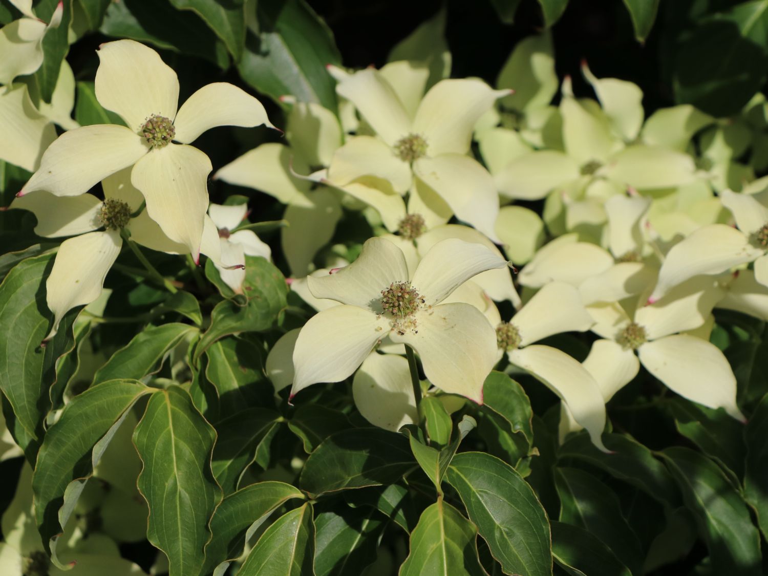 Japanischer Blumen-Hartriegel 'Dr. Bump' - Cornus kousa 'Dr. Bump'