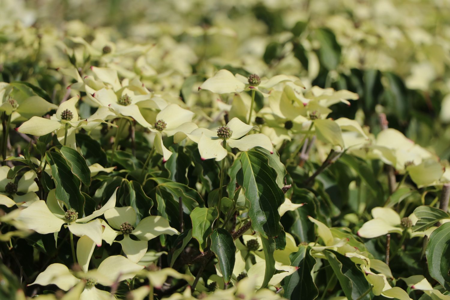 Japanischer Blumen-Hartriegel 'Dr. Bump' - Cornus kousa 'Dr. Bump'