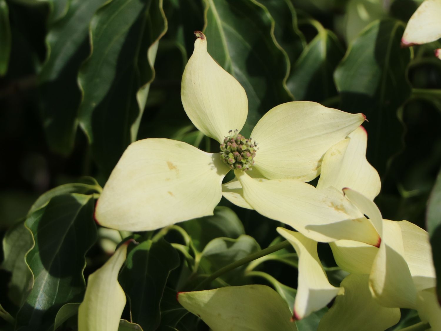 Japanischer Blumen-Hartriegel 'Dr. Bump' - Cornus kousa 'Dr. Bump'