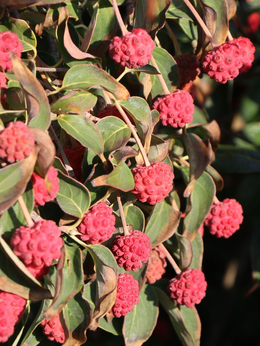 Japanischer Blumen-Hartriegel 'Dr. Bump' - Cornus kousa 'Dr. Bump'