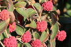 Japanischer Blumen-Hartriegel 'Dr. Bump' - Cornus kousa 'Dr. Bump'