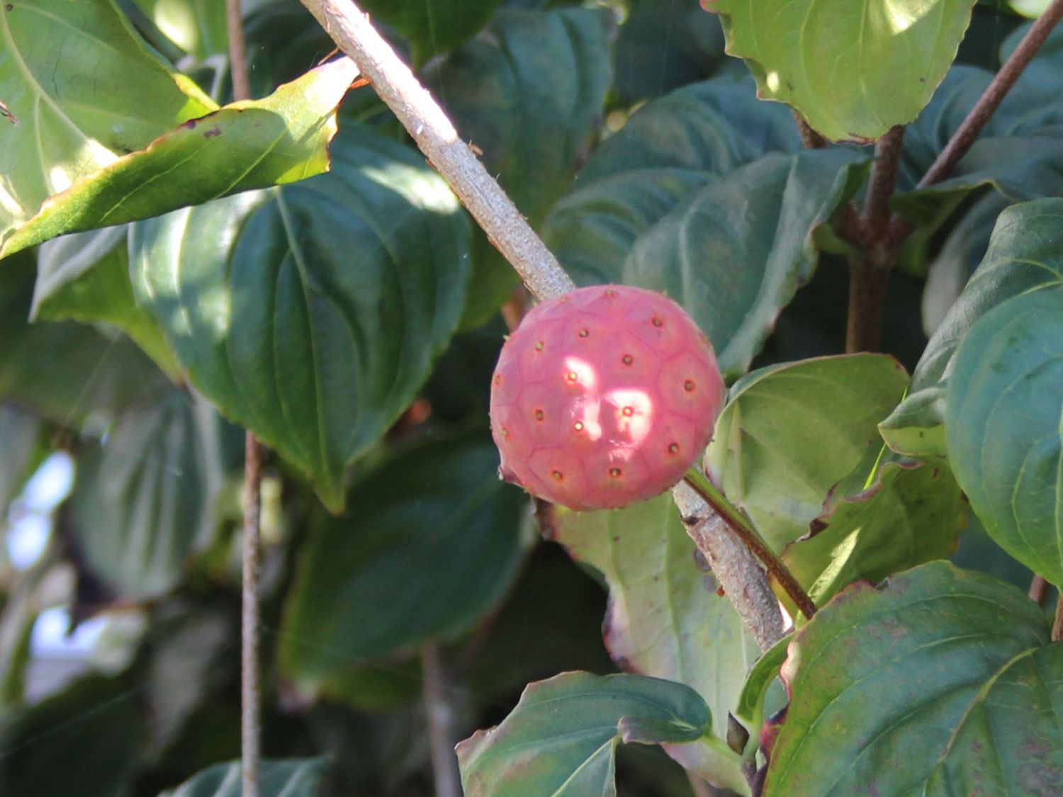 Japanischer Blumen-Hartriegel 'Ed Mezitt' - Cornus kousa 'Ed Mezitt'