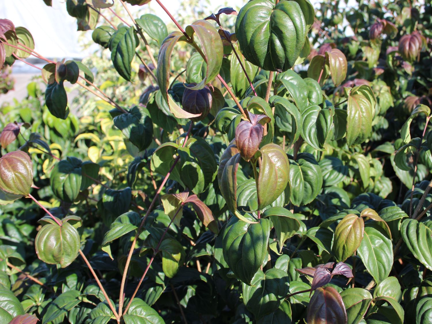 Japanischer Blumen-Hartriegel 'Ed Mezitt' - Cornus kousa 'Ed Mezitt'