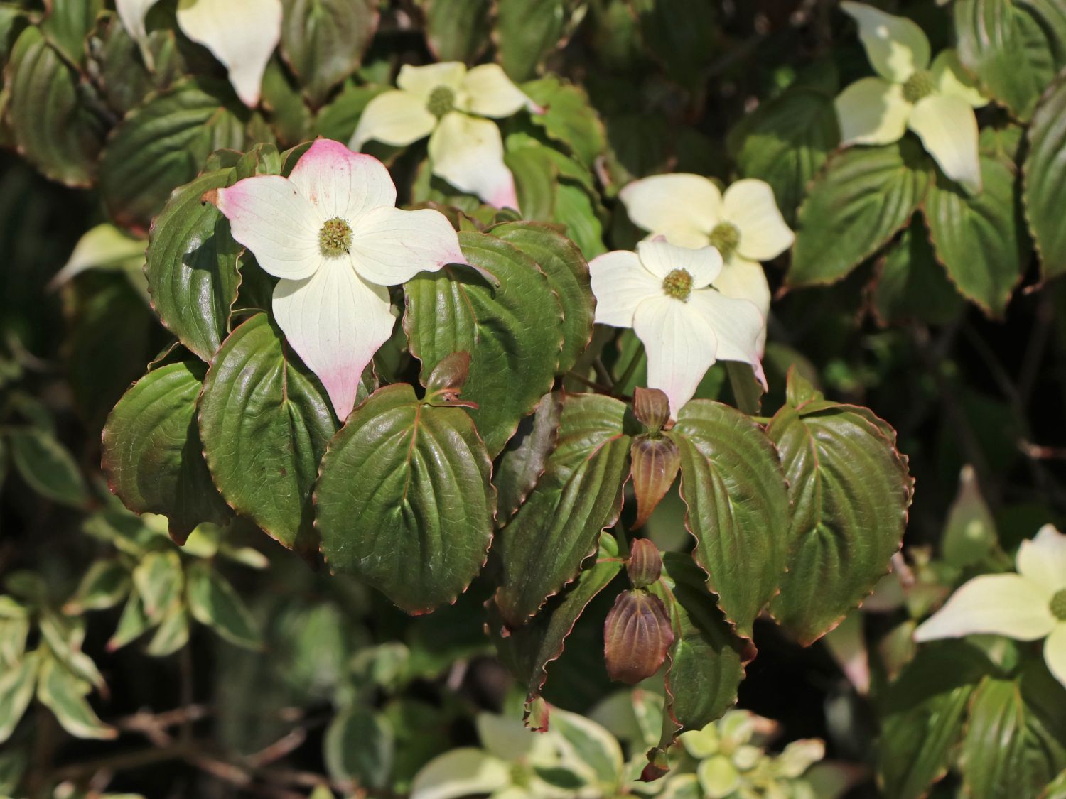 Japanischer Blumen-Hartriegel 'Ed Mezitt' - Cornus kousa 'Ed Mezitt'