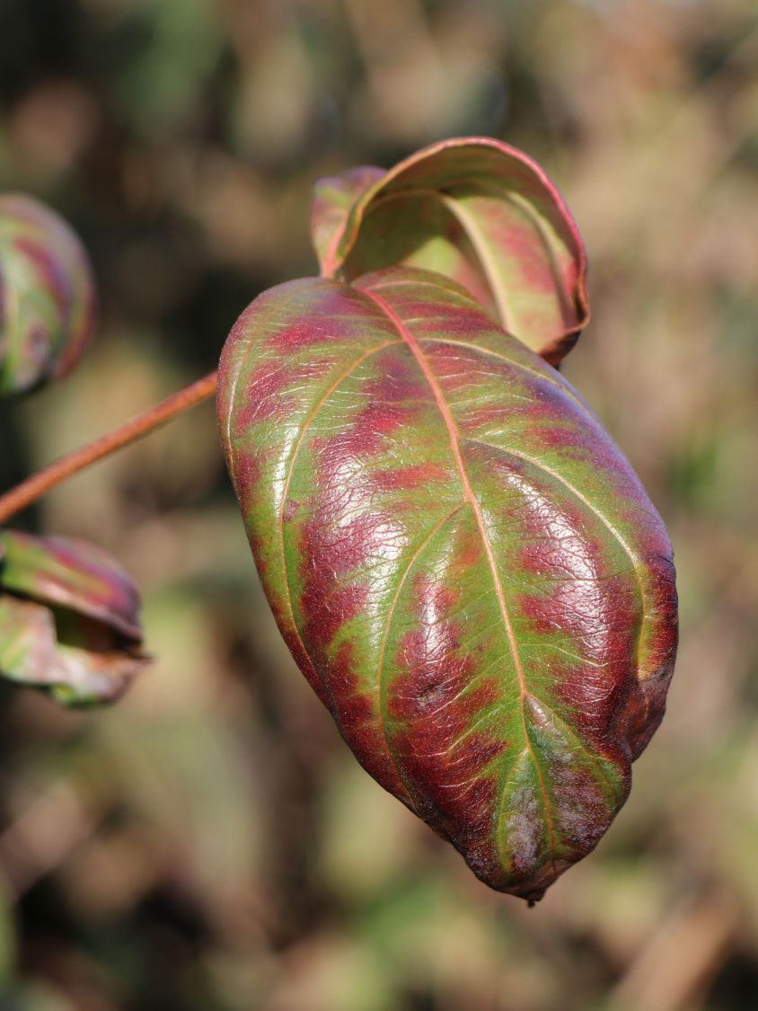 Japanischer Blumen-Hartriegel 'Ed Mezitt' - Cornus kousa 'Ed Mezitt'