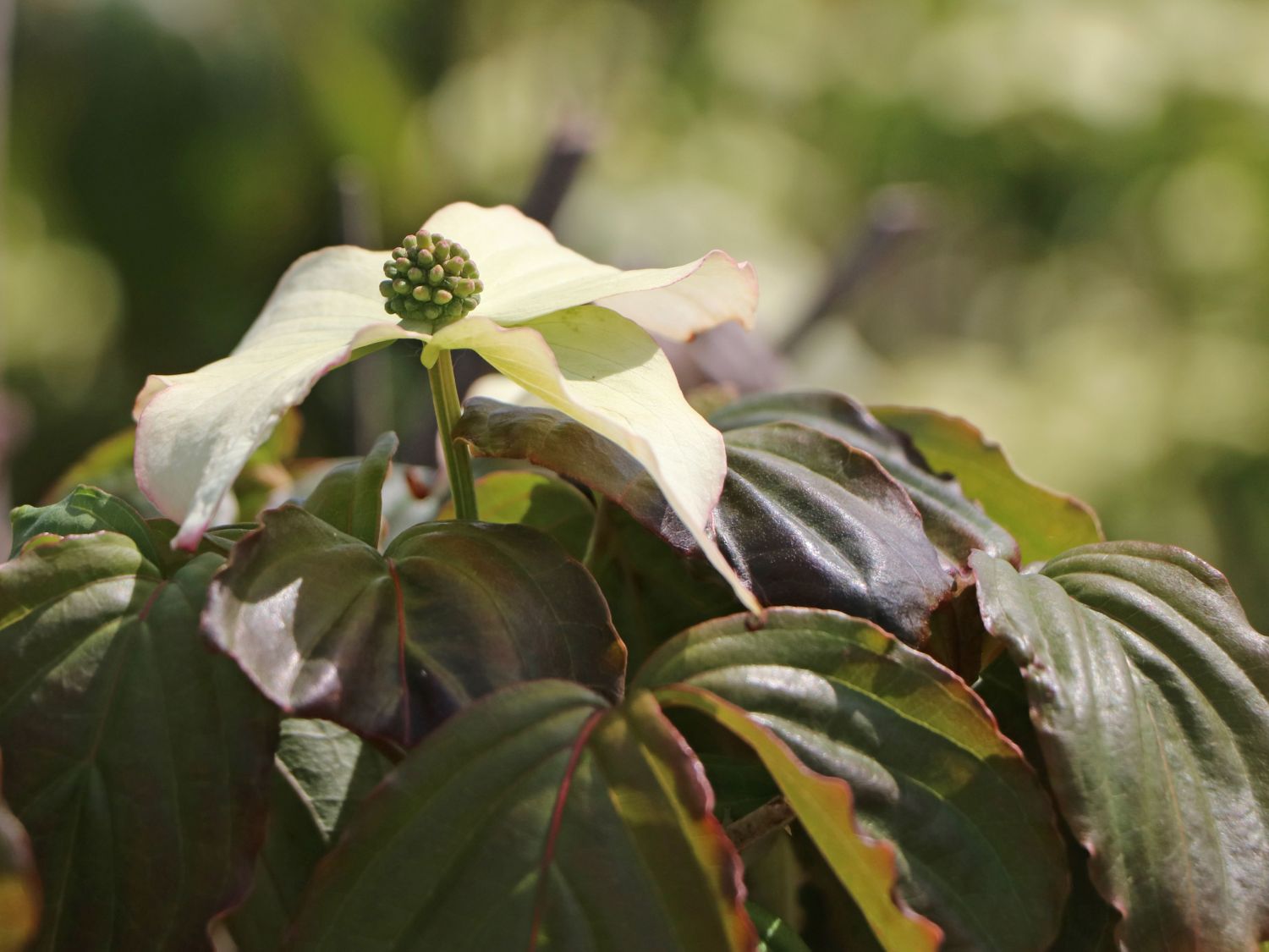 Japanischer Blumen-Hartriegel 'Ed Mezitt' - Cornus kousa 'Ed Mezitt'