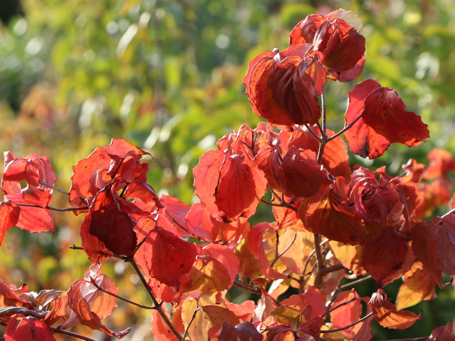 Japanischer Blumen-Hartriegel 'Ed Mezitt' - Cornus kousa 'Ed Mezitt'