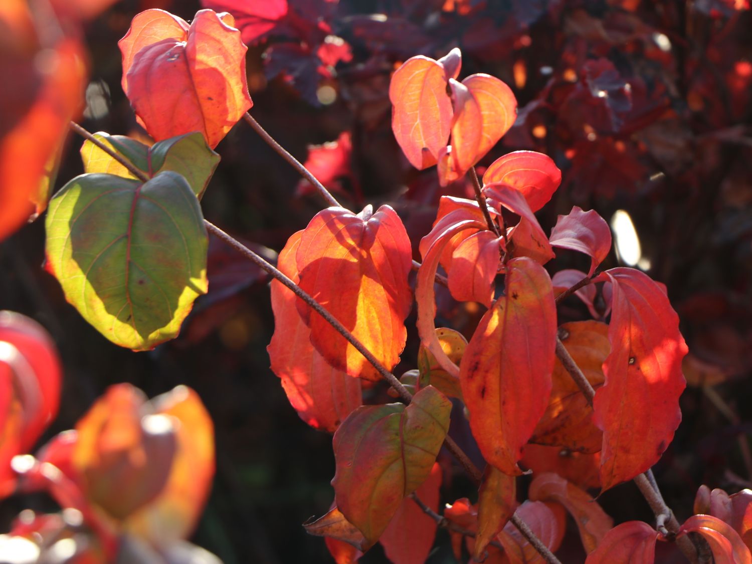 Japanischer Blumen-Hartriegel 'Ed Mezitt' - Cornus kousa 'Ed Mezitt'