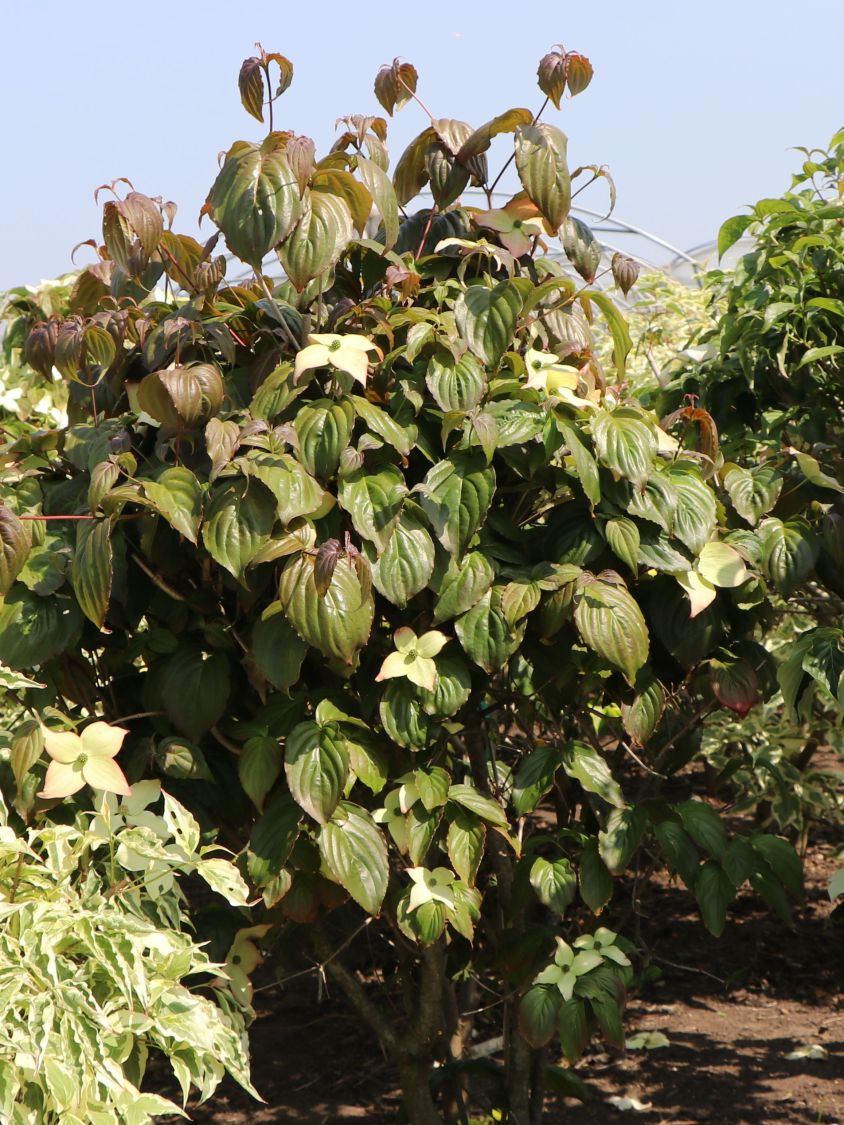 Japanischer Blumen-Hartriegel 'Ed Mezitt' - Cornus kousa 'Ed Mezitt'