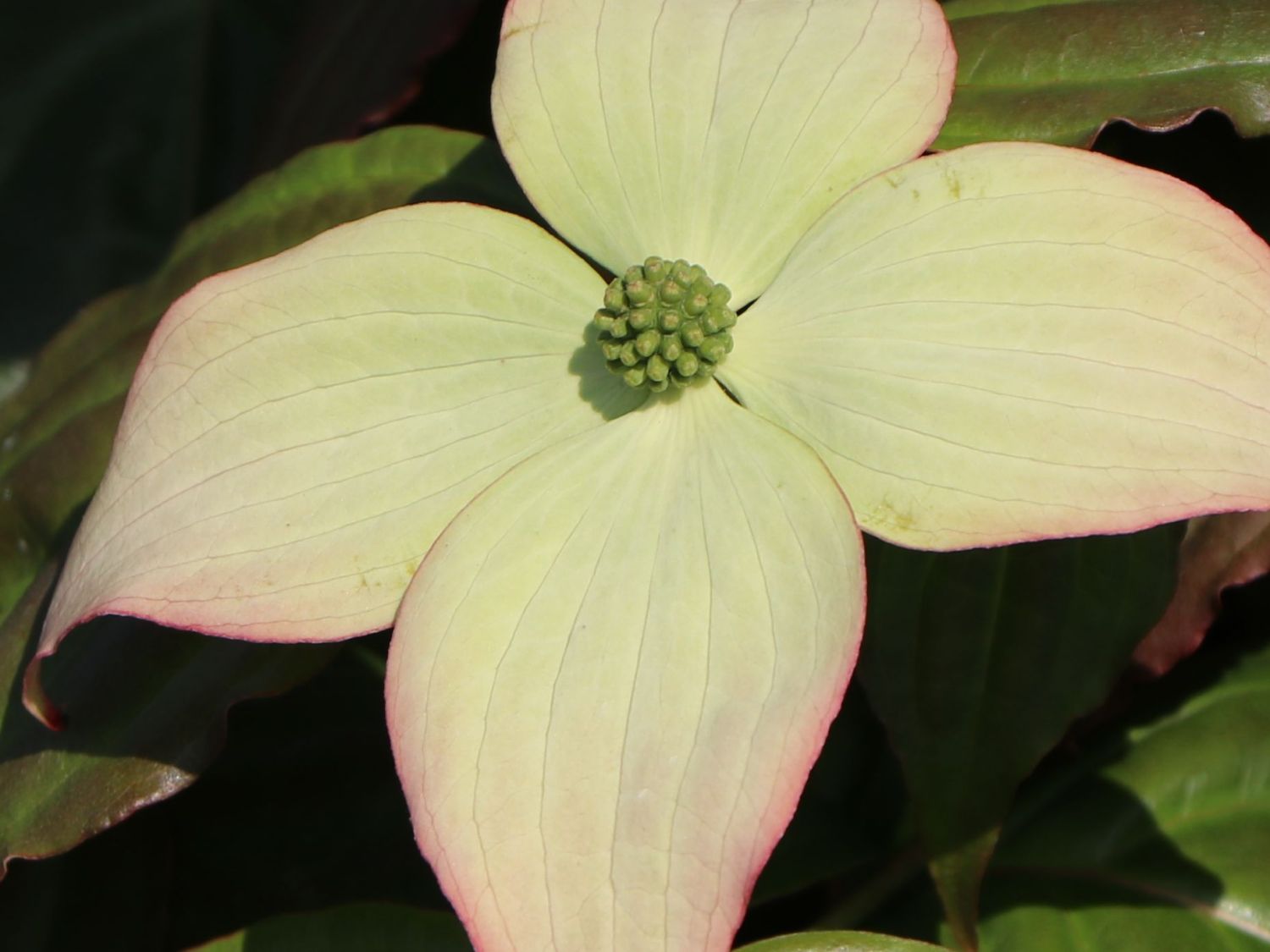 Japanischer Blumen-Hartriegel 'Ed Mezitt' - Cornus kousa 'Ed Mezitt'