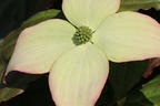 Japanischer Blumen-Hartriegel 'Ed Mezitt' - Cornus kousa 'Ed Mezitt'
