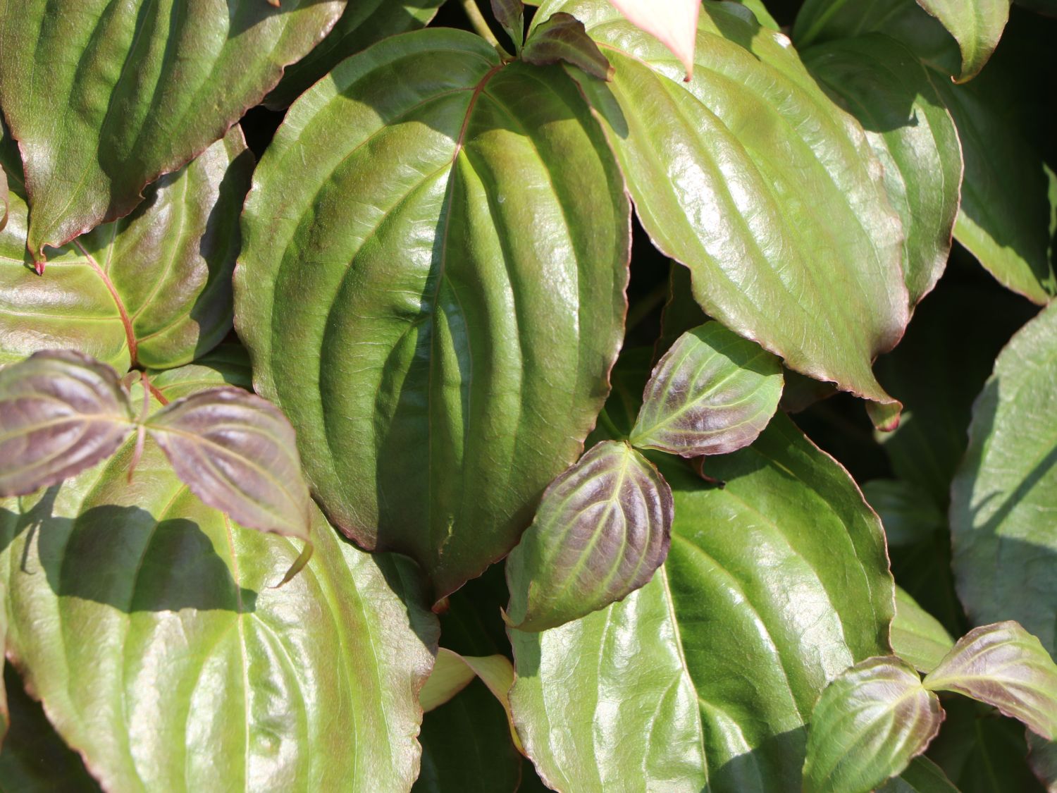 Japanischer Blumen-Hartriegel 'Ed Mezitt' - Cornus kousa 'Ed Mezitt'