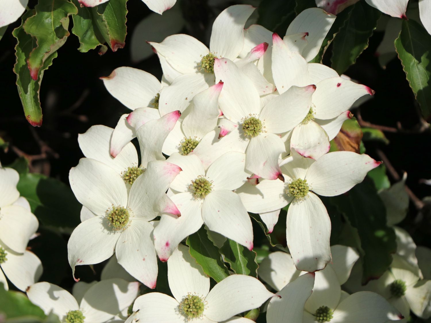 Japanischer Blumen-Hartriegel 'Ed Mezitt' - Cornus kousa 'Ed Mezitt'