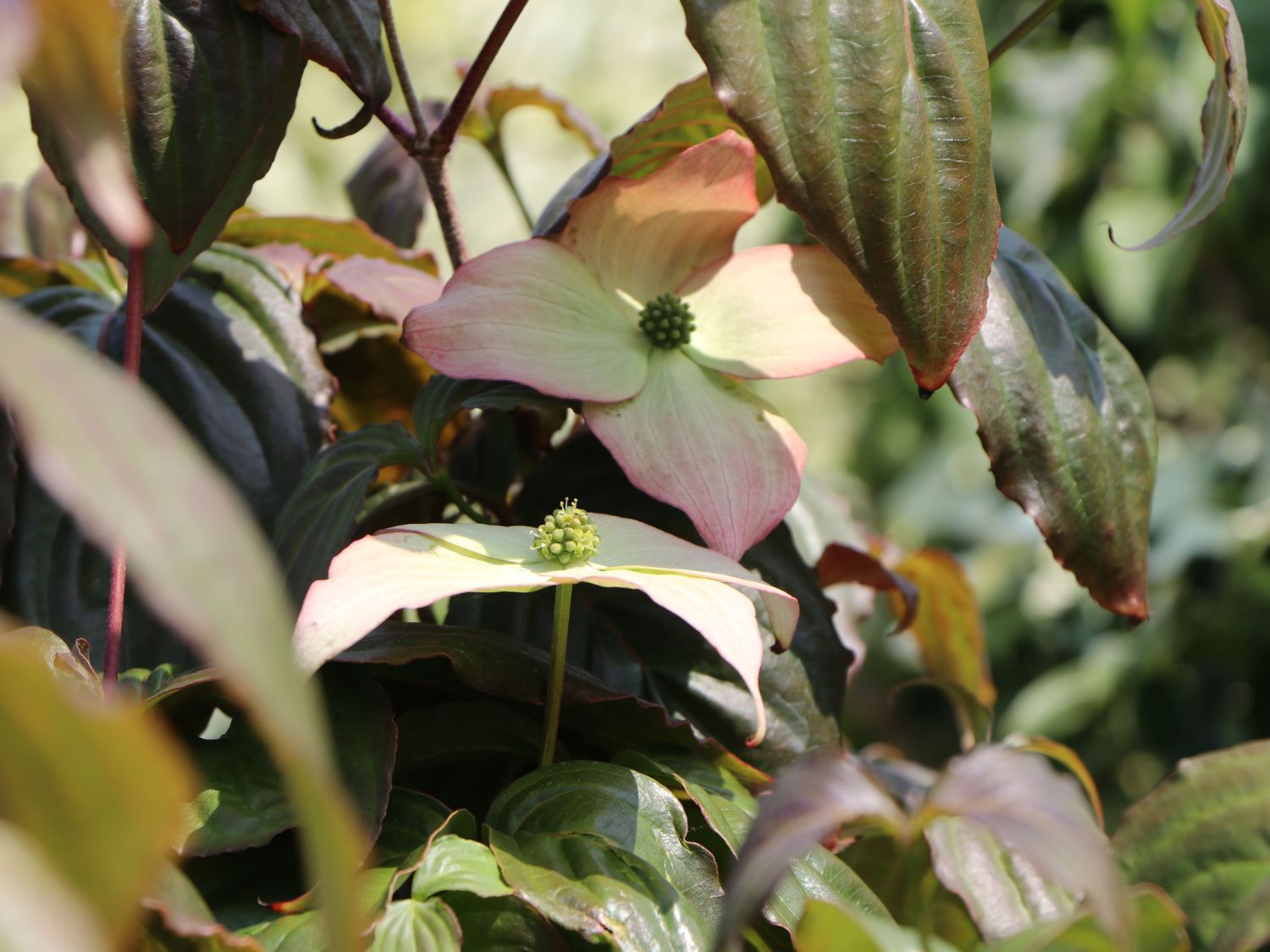 Japanischer Blumen-Hartriegel 'Ed Mezitt' - Cornus kousa 'Ed Mezitt'