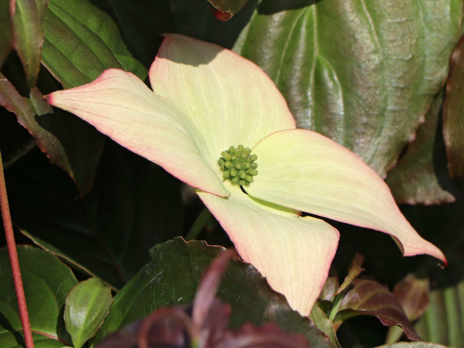 Japanischer Blumen-Hartriegel 'Ed Mezitt' - Cornus kousa 'Ed Mezitt'