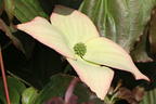 Japanischer Blumen-Hartriegel 'Ed Mezitt' - Cornus kousa 'Ed Mezitt'