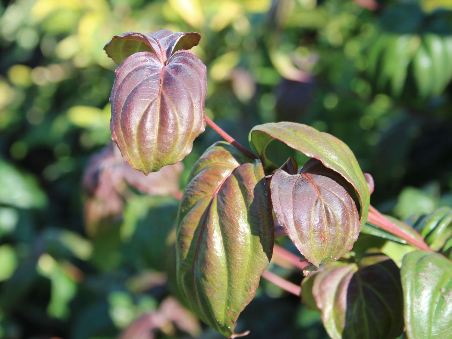 Japanischer Blumen-Hartriegel 'Ed Mezitt' - Cornus kousa 'Ed Mezitt'