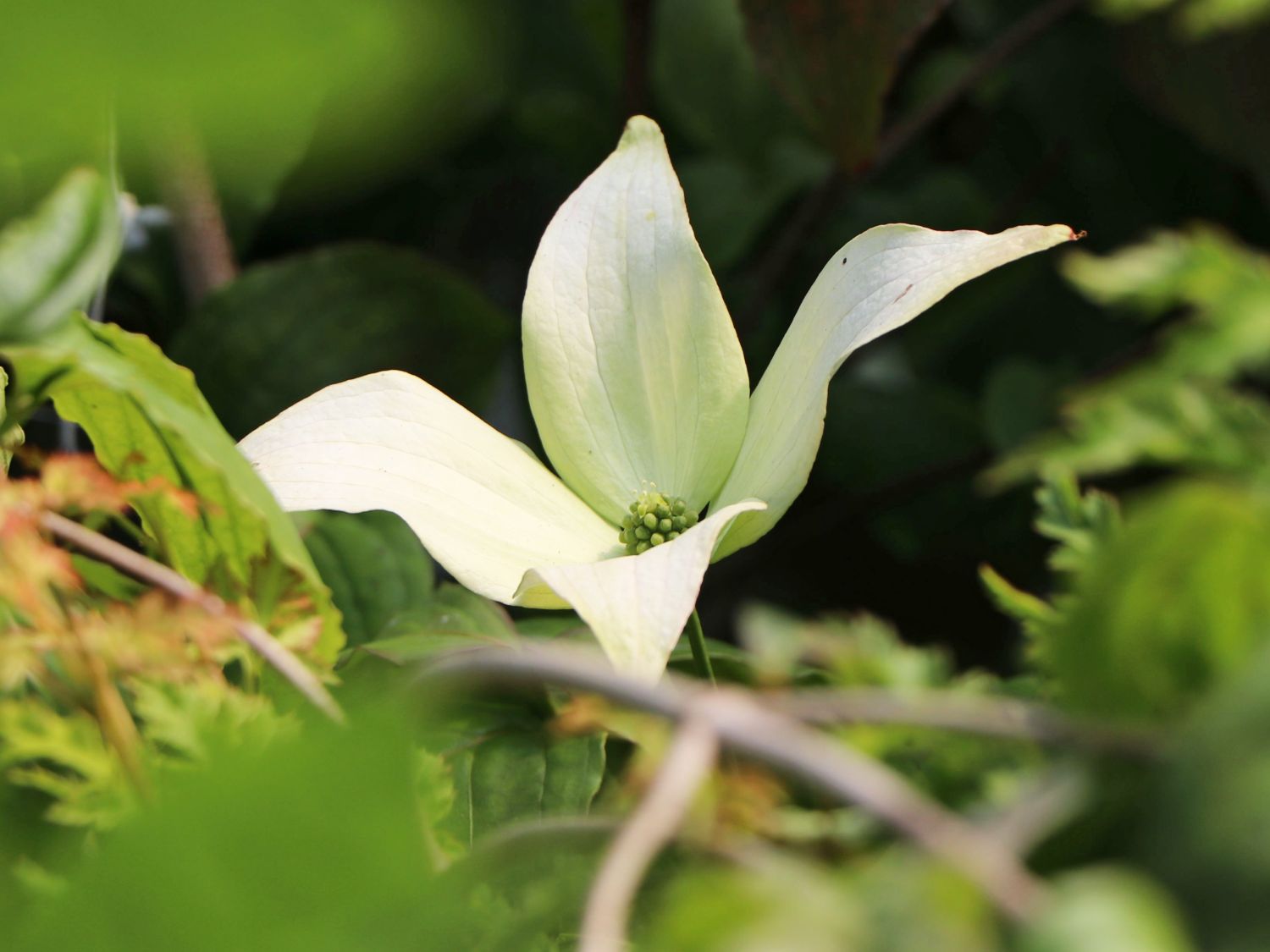 Japanischer Blumen-Hartriegel 'Ed Mezitt' - Cornus kousa 'Ed Mezitt'