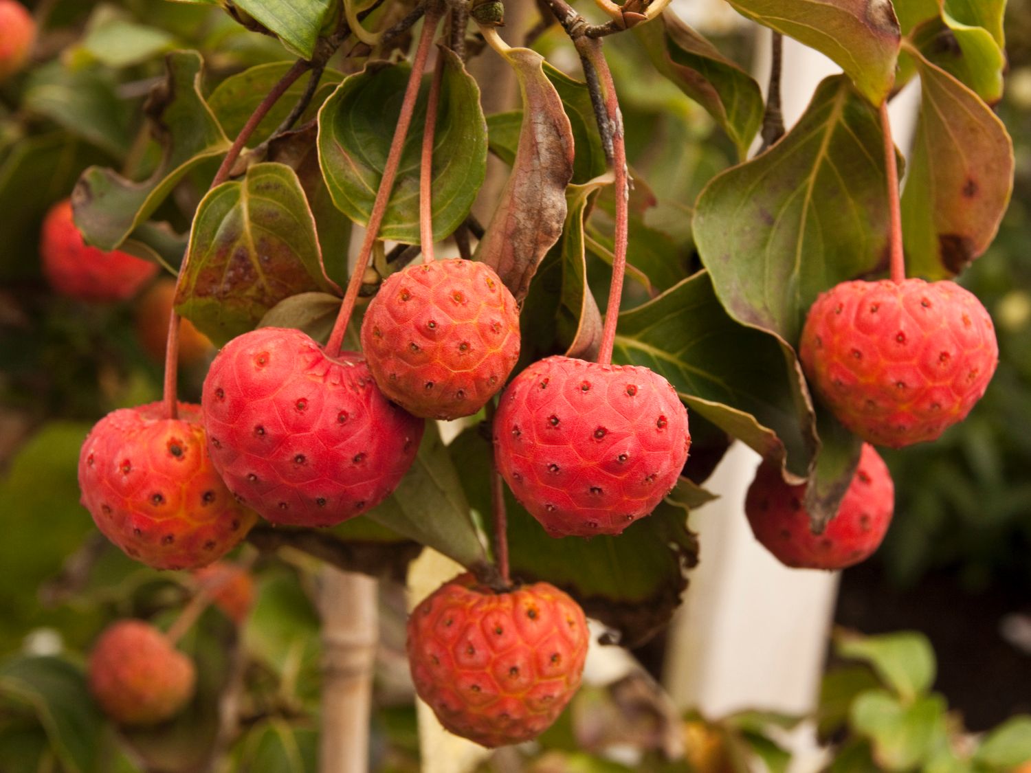 Japanischer Blumen-Hartriegel 'Eurostar' - Cornus kousa 'Eurostar'