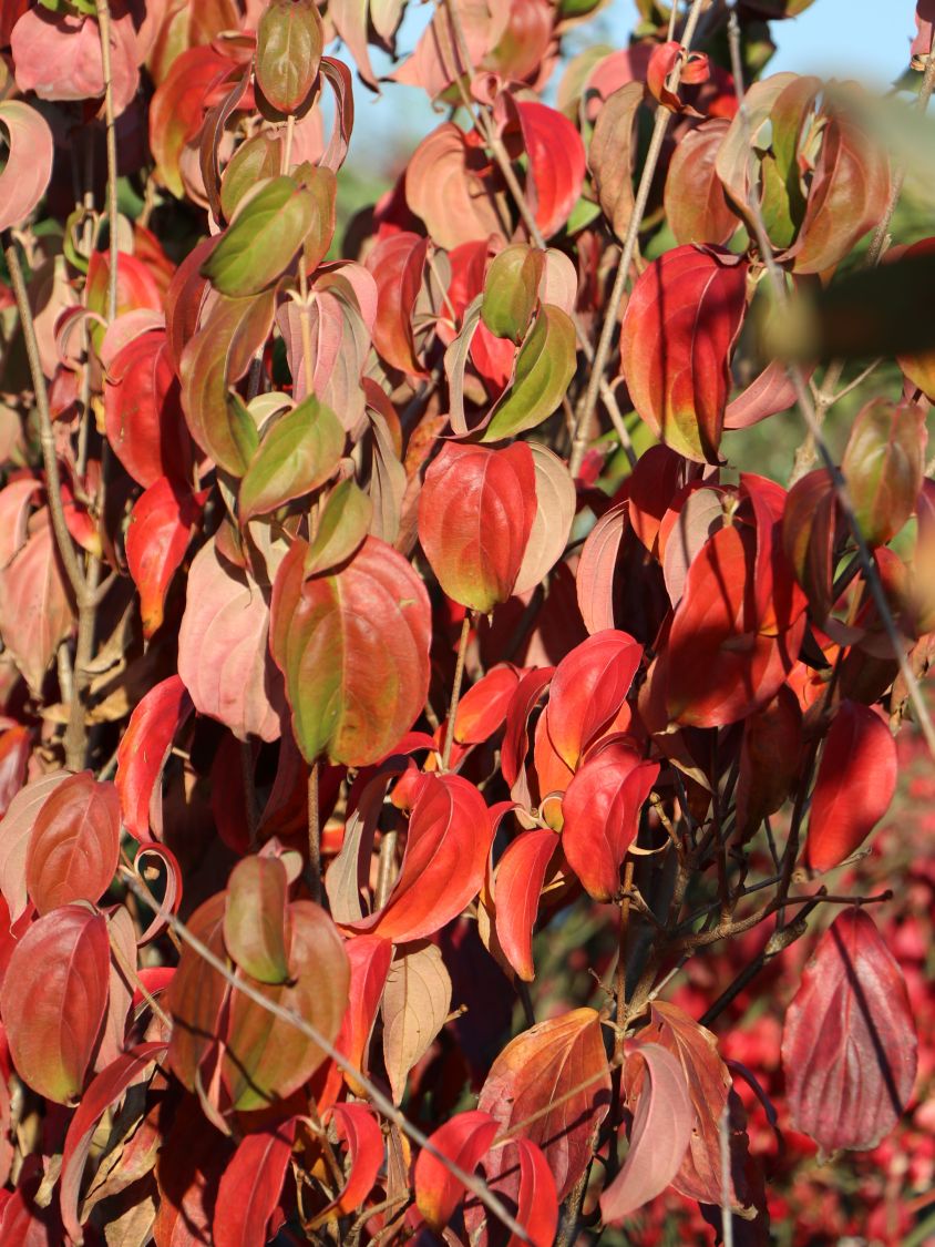Japanischer Blumen-Hartriegel 'Eurostar' - Cornus kousa 'Eurostar'