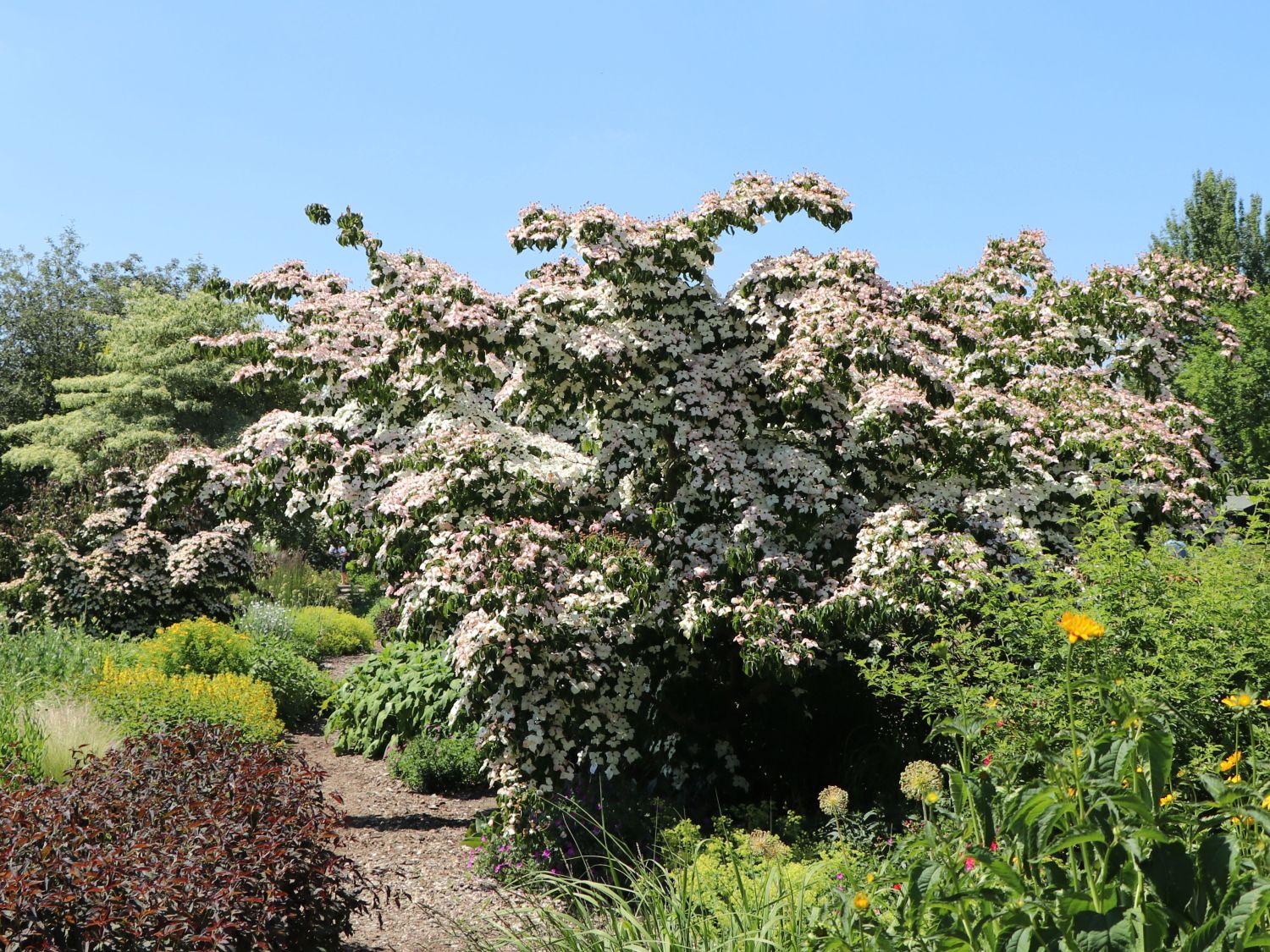 Japanischer Blumen-Hartriegel 'Eurostar' - Cornus kousa 'Eurostar'